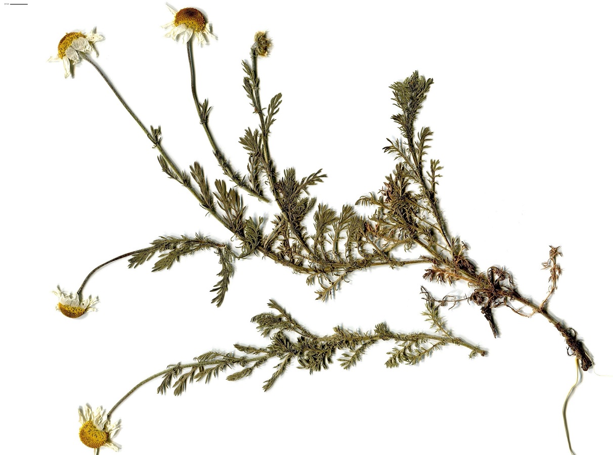 Chamaemelum nobile (Asteraceae)